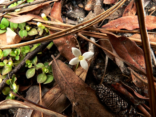 {Houstonia procumbens}